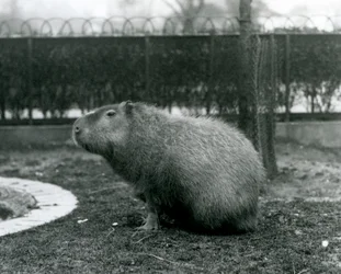 A Capivara em seu recinto no Zoológico de Londres em agosto de 1927
