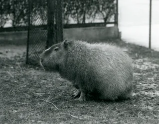 A Capivara em seu recinto no Zoológico de Londres em junho de 1927