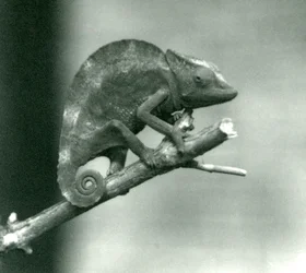 Um, camaleão, agarrar, fim, um, ramo, londres, jardim zoológico, 1927