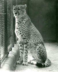 Uma chita sentada em seu recinto no zoológico de Londres, em outubro de 1924