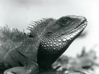 Um dragão chinês/asiático/ tailandês/verde no Jardim Zoológico de Londres em agosto de 1928 (foto a p/b)