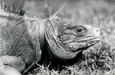 A Clouded Rock Iguana Matusalém, usando uma coleira, andando em um gramado no zoológico de Londres, em julho de 1924