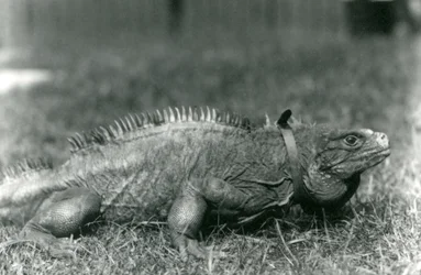 A Clouded Rock Iguauna, usando uma coleira, andando em um gramado no zoológico de Londres, em julho de 1924