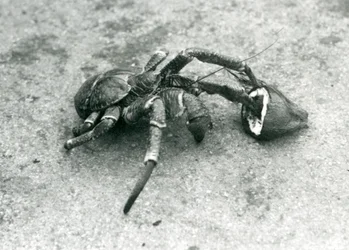 Um coco, ou lula, alimentando-se de coco, zoológico de Londres, julho de 1927