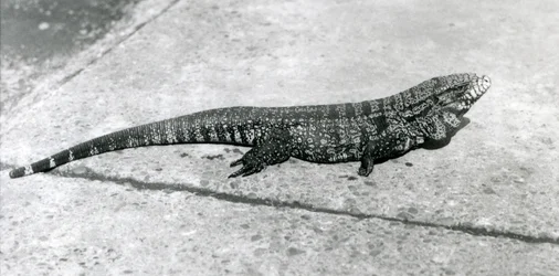 Um teiú colombiano preto dourado comum ou lagarto-tigre no Jardim Zoológico de Londres em agosto de 1926