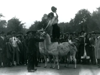 Uma vaqueira fica montada em dois lhamas durante uma visita ao zoológico de Londres, em 1924