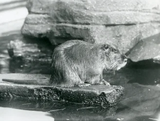 Um Coypu sentado numa saliência rochosa numa piscina do seu recinto no Jardim Zoológico de Londres, Fevereiro de 1928 (foto a p/b)