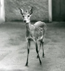 Um Duiker de Bush Africano CoroadoSahelWest no Zoológico de Londres em agosto de 1927