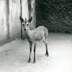 Um Duiker de Bush Africano CoroadoSahelWest no Zoológico de Londres em agosto de 1927