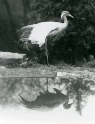 Uma Demoiselle Crane de pé, sobre uma perna, com seu reflexo espelhado na piscina abaixo, no Zoológico de Londres