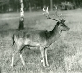 Um cervo de gamo no zoológico de Londres em outubro de 1924