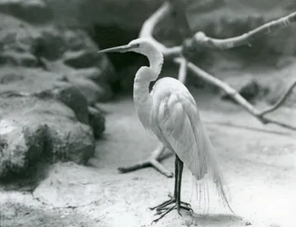 Uma Garça-branca-comum ou Garça-branca-grande na reprodução de plumagem, em pé no chão de seu recinto no Zoológico de Londres em junho de 1928