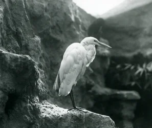 Um Great Egret comum ou Great White Heron em pé sobre uma rocha no zoológico de Londres em setembro de 1927
