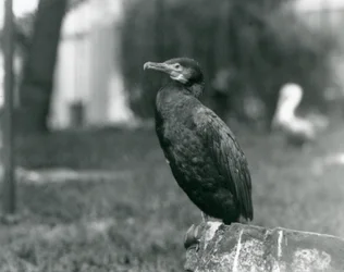 Um grande cormorão no zoológico de Londres em setembro de 1927