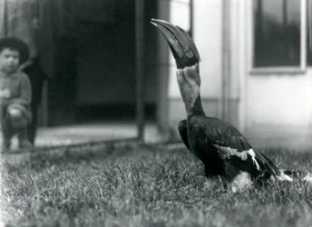 Um, grande, hornbill, olhar, enquanto, ficar, ligado, a, capim, em, seu, aviary, enquanto, um, pequeno, menino, olha, em, a, fundo, londres, jardim zoológico, 1924