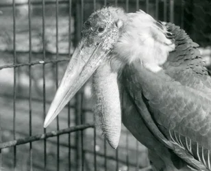 Uma Grande Ajudante Cegonha no Zoológico de Londres em julho de 1925