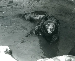 Um urso pardo banha-se em sua piscina no zoológico de Londres em 1924