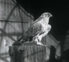 Um Gyrfalcon descansando em um tronco, zoológico de Londres, dezembro de 1925