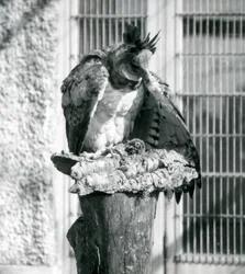 Uma harpia no zoológico de Londres, abril de 1914