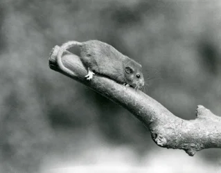 Uma Hazel/Comum Dormouse numa sucursal, no Jardim Zoológico de Londres