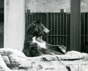 Um urso-negro-dos-Himalaias sentado para trás sobre rochas, segurando os dedos dos pés, Zoo de Londres