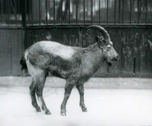 Um íbex do Himalaia em pé no zoológico de Londres, 1927