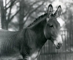 Uma zebra híbrida no zoológico de Londres em julho de 1924