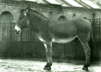 Uma zebra híbrida em seu recinto no zoológico de Londres, 1924 (foto bw)