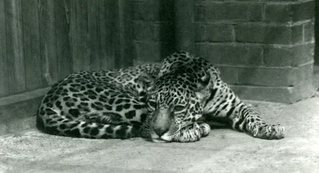 Um Jaguar descansando no Zoológico de Londres em junho de 1924