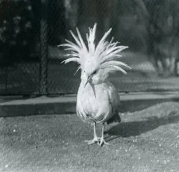 Um Kagu ou Cagu exibindo suas penas de crista no Zoológico de Londres, em junho de 1921