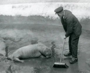 A Keeper varre a Walrus pool, London Zoo, em agosto de 1924