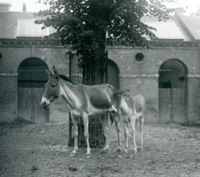 A KiangTibetan Wild AssKhyangGorkhar e seu potro em pé debaixo de uma árvore em seu paddock, London Zoo, em agosto de 1927