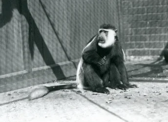 Um colobo preto e branco Kikuyu sentado no seu recinto no Jardim Zoológico de Londres em julho de 1925