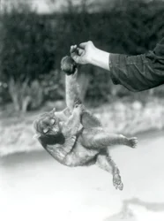 Um jupará suspenso do dedo de um tratador pela cauda preênsil, Jardim Zoológico de Londres, setembro de 1925