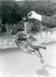 Um jupará suspenso do dedo de um tratador pela cauda preênsil, Jardim Zoológico de Londres, setembro de 1925