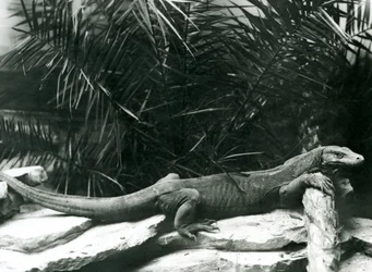 Um Komodo DragonMonitor descansando o pescoço e fazendo frente a um tronco no zoológico de Londres em junho de 1927