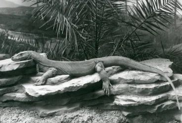 Um Komodo DragonMonitor descansando em uma parede rochosa no London Zoo em 1927