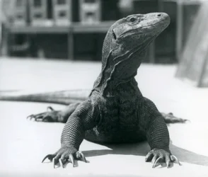 Um Dragão de Komodo no Zoológico de Londres, agosto de 1928
