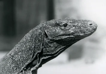 Um dragão-de-komodo no Zoológico de Londres em agosto de 1928 (foto a p/b)