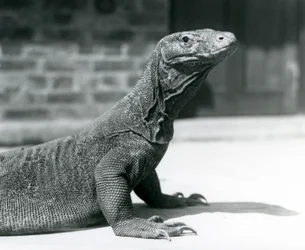 Um dragão-de-komodo no Zoológico de Londres em agosto de 1928 (foto a p/b)
