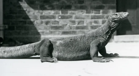 Um dragão-de-komodo no Zoológico de Londres em agosto de 1928 (foto a p/b)