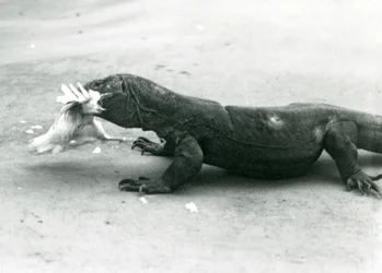Um dragão-de-komodo a comer uma galinha, Jardim Zoológico de Londres
