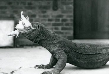 Um dragão-de-komodo comendo uma galinha no Zoológico de Londres Agosto de 1928 (foto a p/b)