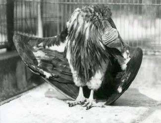 Um abutre com cara de lapa, de pé no chão do seu recinto, a pregar as penas das suas asas, no Jardim Zoológico de Londres