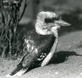 Um kookaburra rindo no zoológico de Londres em abril de 1925