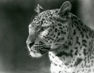 Um Leopardo no Jardim Zoológico de Londres em 1930 (foto a p/b)
