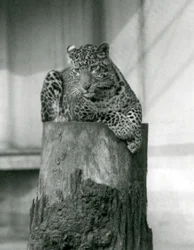 Um Leopardo deitado no topo de um tronco de árvore, no Jardim Zoológico de Londres