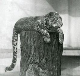 Um leopardo deitado sobre um cepo de árvore, com a cauda pendente por trás, Jardim Zoológico de Londres