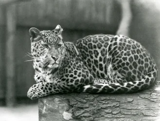 Um Leopardo descansando em um tronco no Zoológico de Londres em 1929 (foto a p/b)