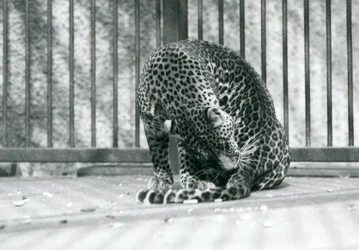 Um leopardo sentado em seu recinto arrumando a perna, zoológico de Londres, 1927